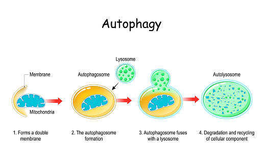 brain health.Autophagy steps. Schematic diagram. Natural mechanism in the cell that removes unnecessary components.