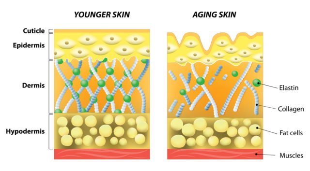 Collagen in young skin vs aging skin