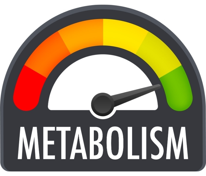 metabolism